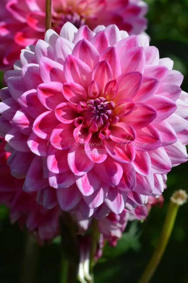 Георгин Артур Хамбли (Dahlia Arthur Hambley) — фото 2
