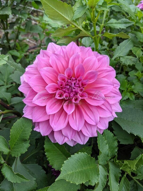 Георгин Артур Хамбли (Dahlia Arthur Hambley) — фото 3