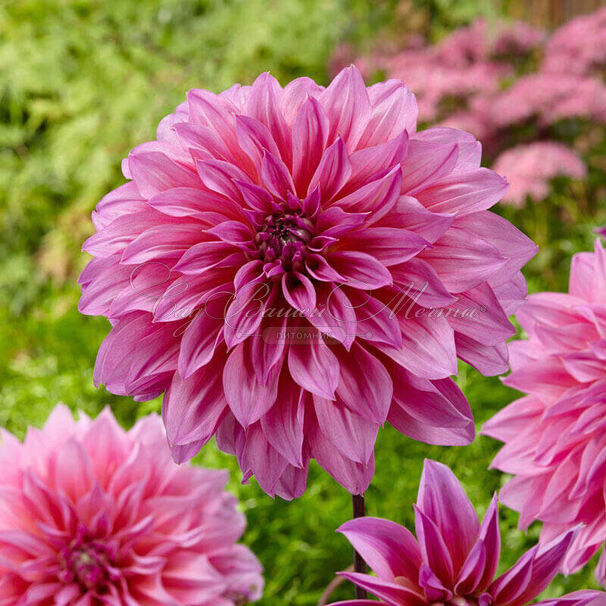 Георгин Артур Хамбли (Dahlia Arthur Hambley) — фото 4