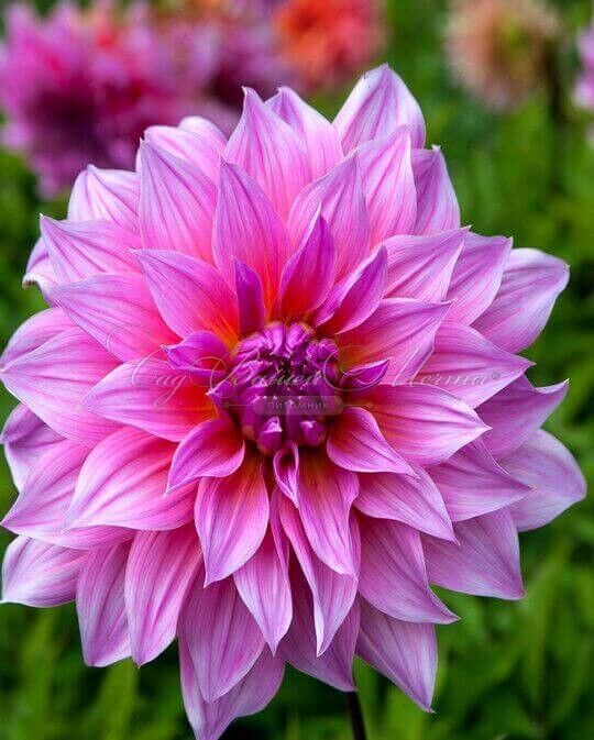 Георгин Артур Хамбли (Dahlia Arthur Hambley) — фото 5