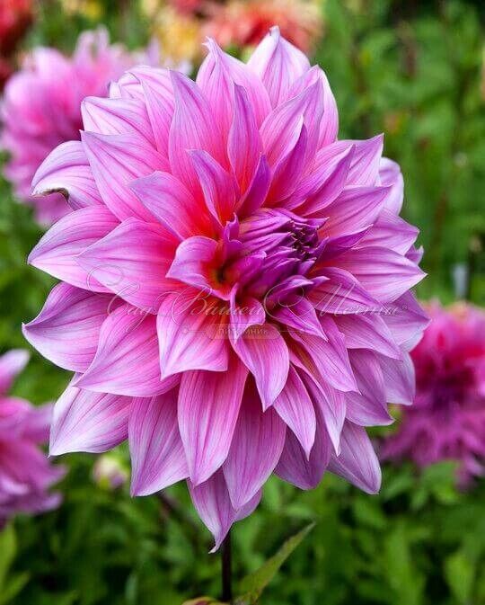 Георгин Артур Хамбли (Dahlia Arthur Hambley) — фото 6