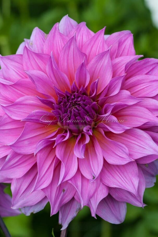 Георгин Артур Хамбли (Dahlia Arthur Hambley) — фото 7