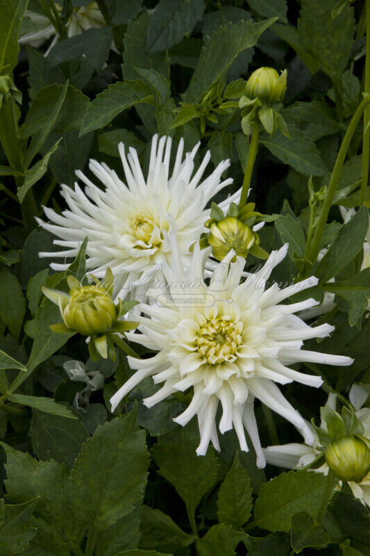 Георгин Аспен (Dahlia Aspen) — фото 5