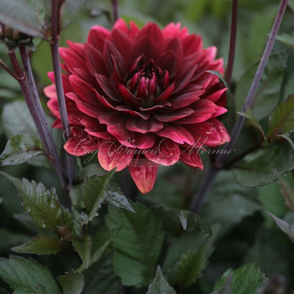 Георгин Афтер Даск (Dahlia After Dusk) — фото 2