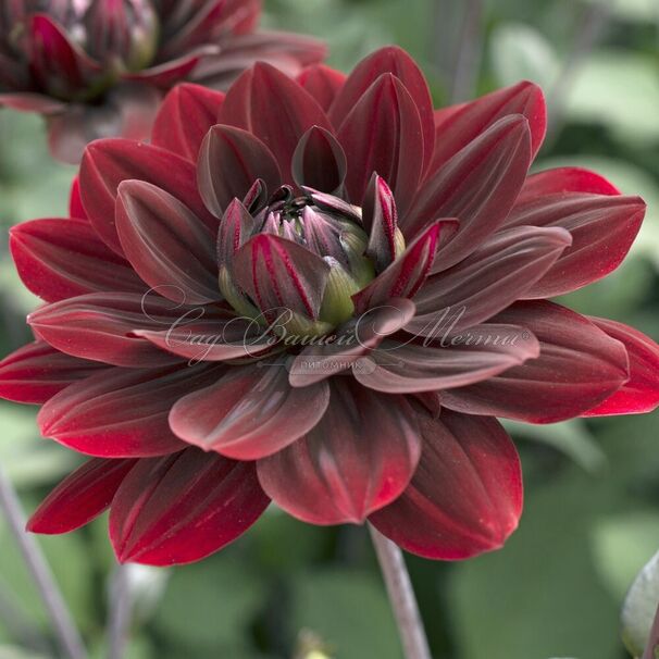Георгин Афтер Даск (Dahlia After Dusk) — фото 3
