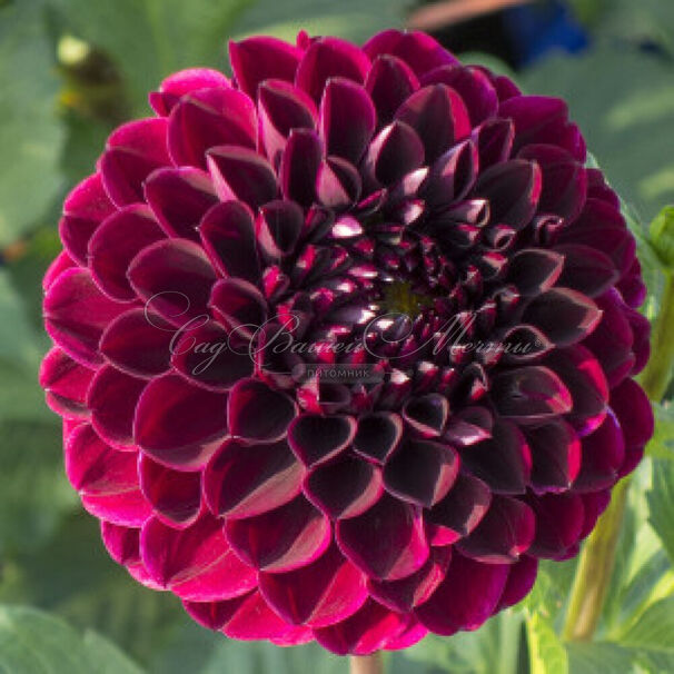Георгин Бабетта (Dahlia Babette) — фото 2