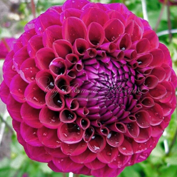 Георгин Бабетта (Dahlia Babette) — фото 3