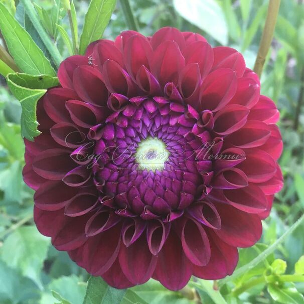 Георгин Бабетта (Dahlia Babette) — фото 4