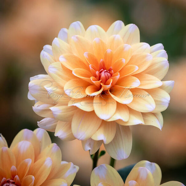 Георгин Багама Априкот (Dahlia Bahama Apricot) — фото 2