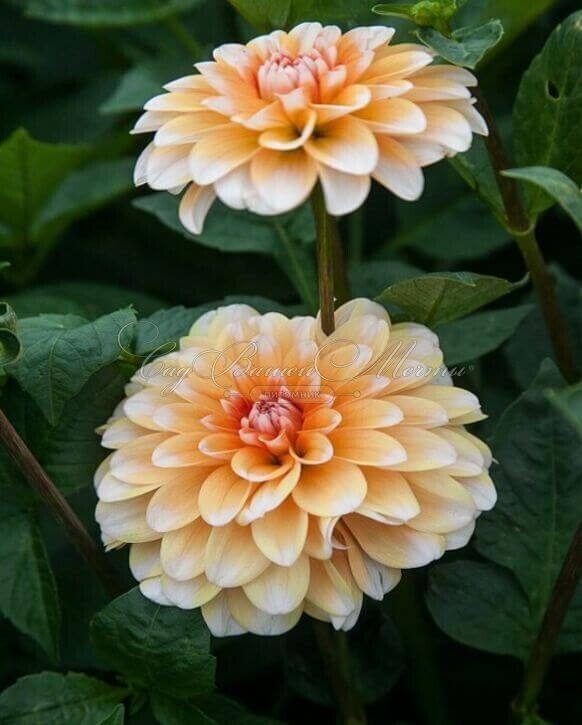 Георгин Багама Априкот (Dahlia Bahama Apricot) — фото 3