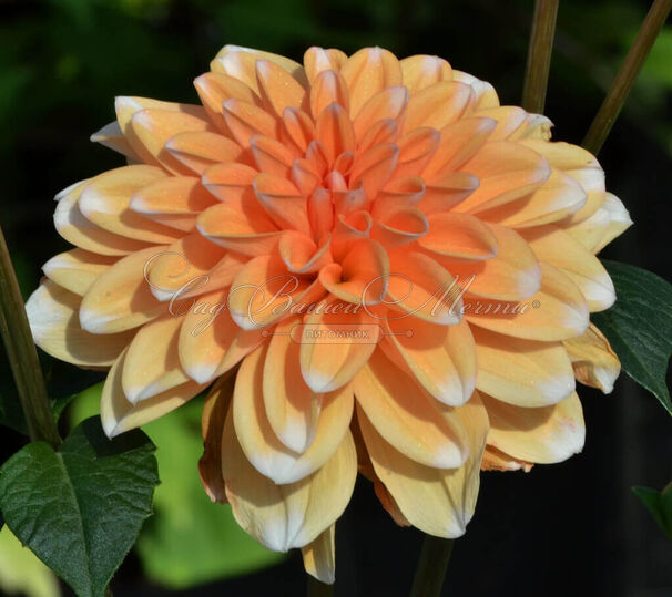 Георгин Багама Априкот (Dahlia Bahama Apricot) — фото 4