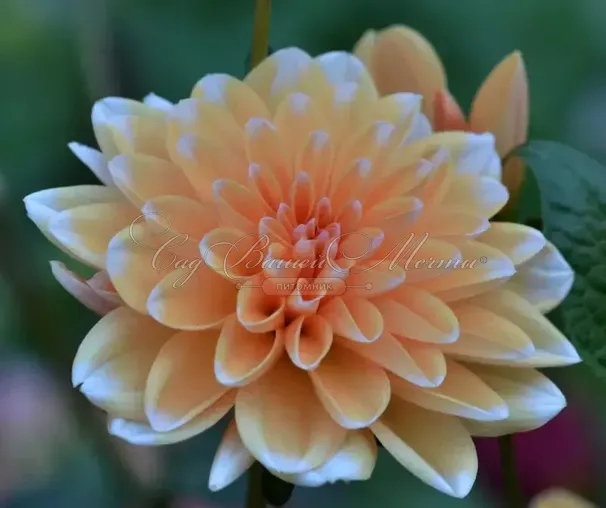 Георгин Багама Априкот (Dahlia Bahama Apricot) — фото 5