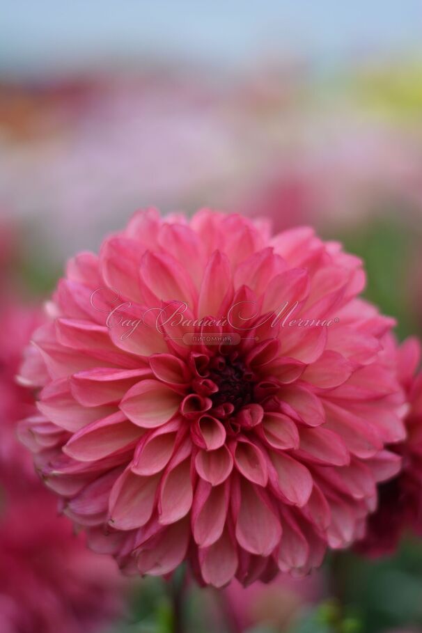 Георгин Бакарди (Dahlia Bacardi) — фото 3