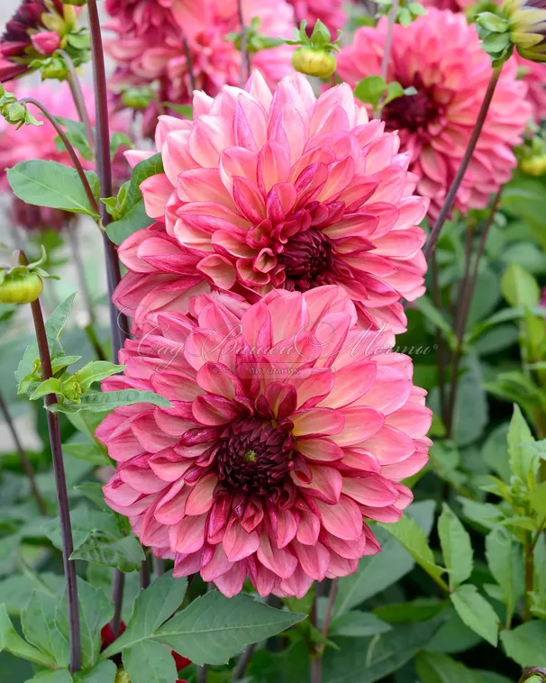 Георгин Бакарди (Dahlia Bacardi) — фото 4