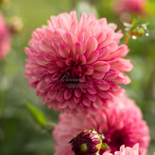 Георгин Бакарди (Dahlia Bacardi) — фото 5