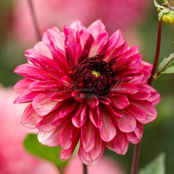 Георгин Бакарди (Dahlia Bacardi) — фото 6