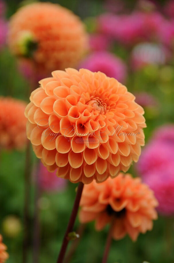 Георгин Бантлинг (Dahlia Bantling) — фото 3