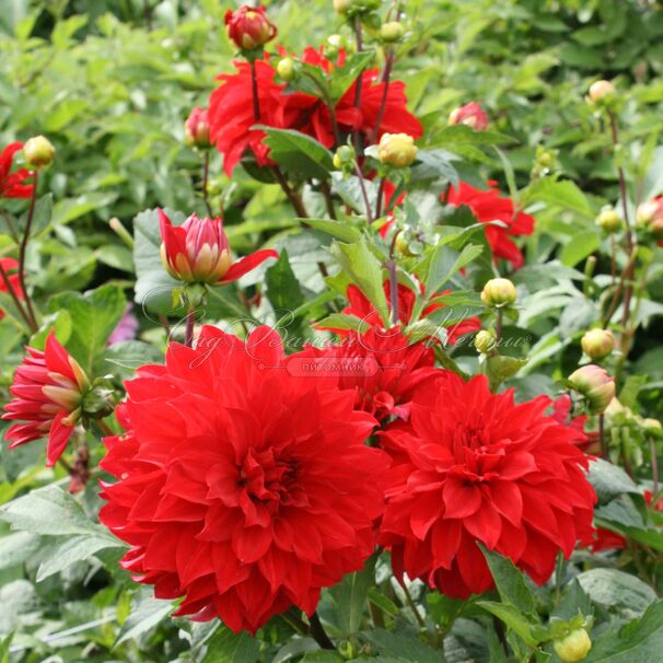 Георгин Барбаросса (Dahlia Barbarossa) — фото 2