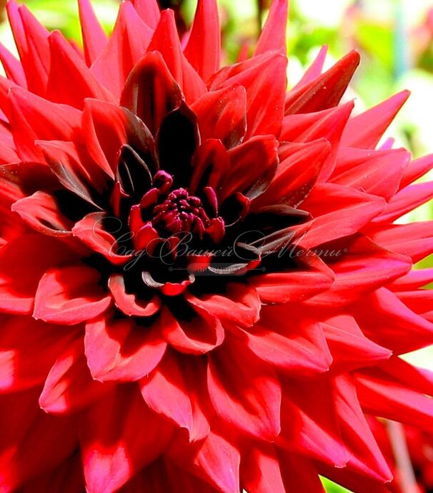 Георгин Барбаросса (Dahlia Barbarossa) — фото 3