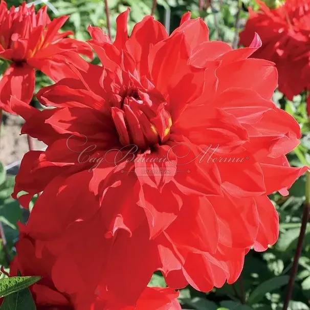 Георгин Барбаросса (Dahlia Barbarossa) — фото 4