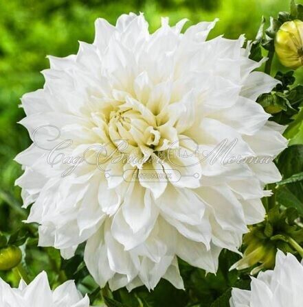 Георгин Белинда (Dahlia Belinda) — фото 2
