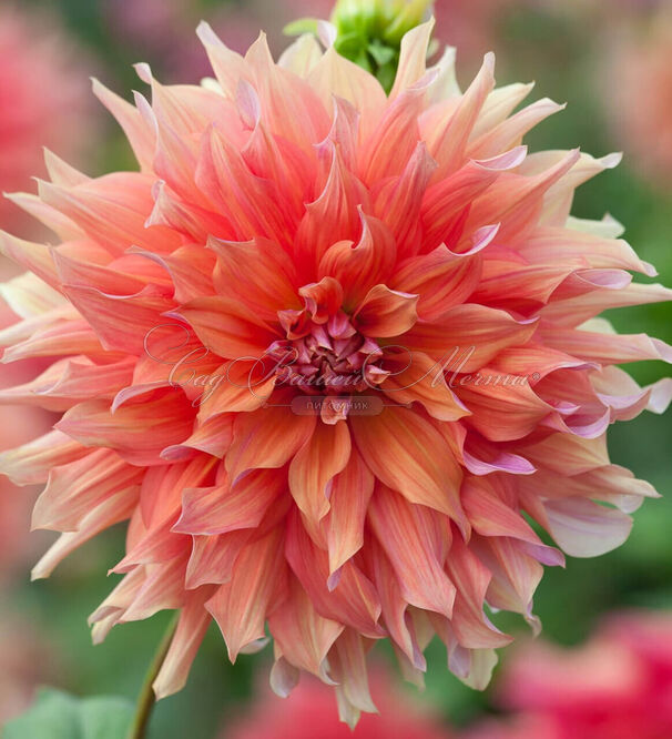 Георгин Белль оф Бармера (Dahlia Belle of Barmera) — фото 2