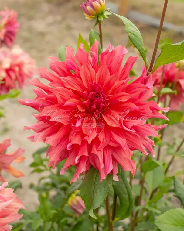 Георгин Белль оф Бармера (Dahlia Belle of Barmera) — фото 3
