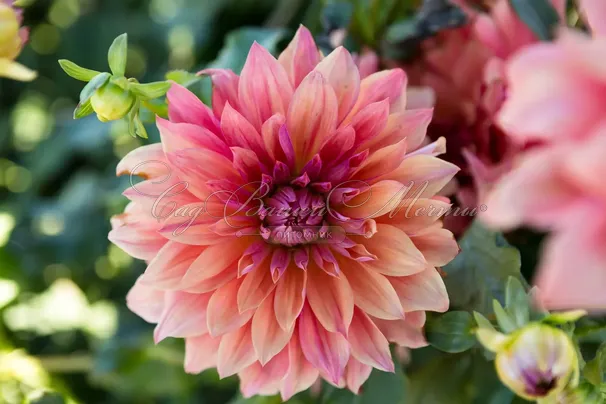 Георгин Белль оф Бармера (Dahlia Belle of Barmera) — фото 4