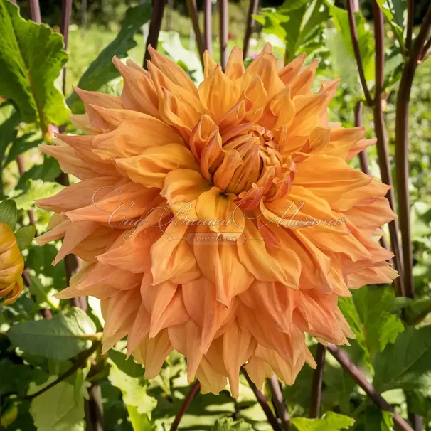 Георгин Бен Хьюстон (Dahlia Ben Huston) — фото 2