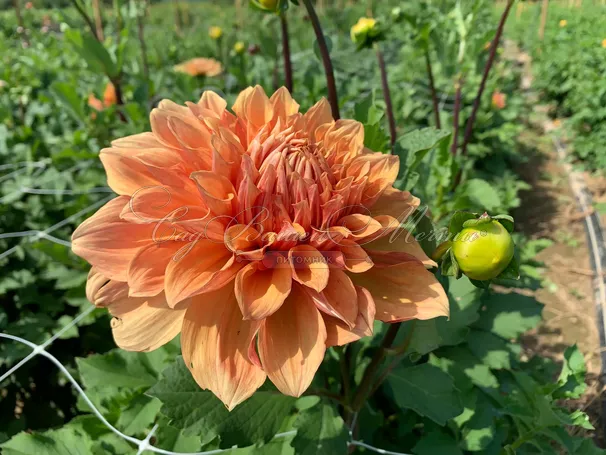 Георгин Бен Хьюстон (Dahlia Ben Huston) — фото 3