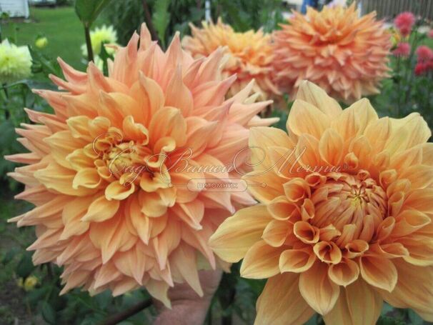 Георгин Бен Хьюстон (Dahlia Ben Huston) — фото 4