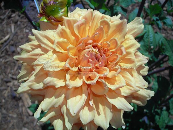 Георгин Бен Хьюстон (Dahlia Ben Huston) — фото 5