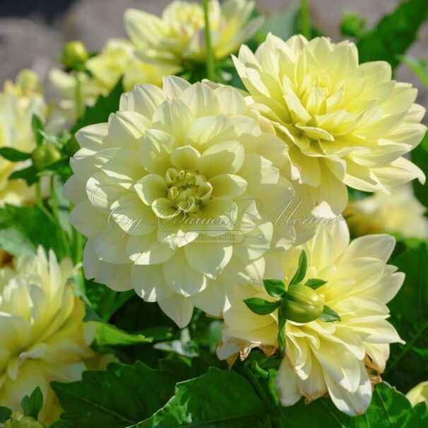 Георгин Берлинер Лемон (Dahlia Berliner Lemon) — фото 4