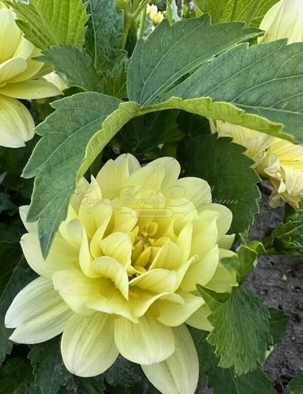 Георгин Берлинер Лемон (Dahlia Berliner Lemon) — фото 5