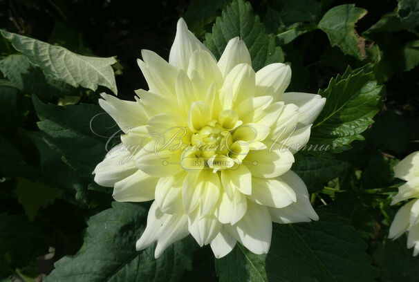 Георгин Берлинер Лемон (Dahlia Berliner Lemon) — фото 6