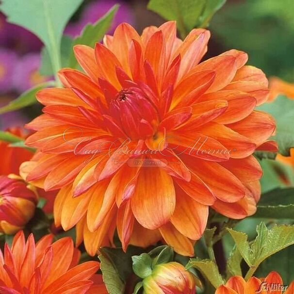 Георгин Берлинер Оранж (Dahlia Berliner Orange) — фото 2