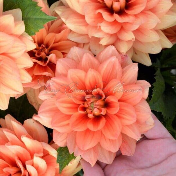 Георгин Берлинер Оранж (Dahlia Berliner Orange) — фото 3