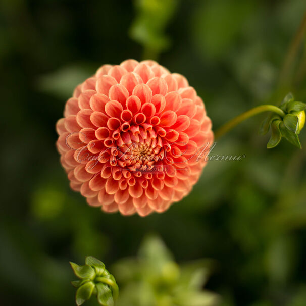 Георгин Биатрис (Dahlia Beatrice) — фото 2