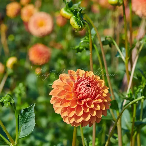 Георгин Биатрис (Dahlia Beatrice) — фото 3