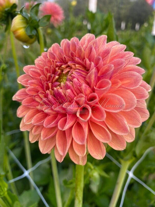 Георгин Биатрис (Dahlia Beatrice) — фото 4