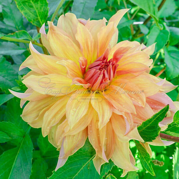 Георгин Биг Бразе Биг Бро (Dahlia Big Brother Big Bro) — фото 2