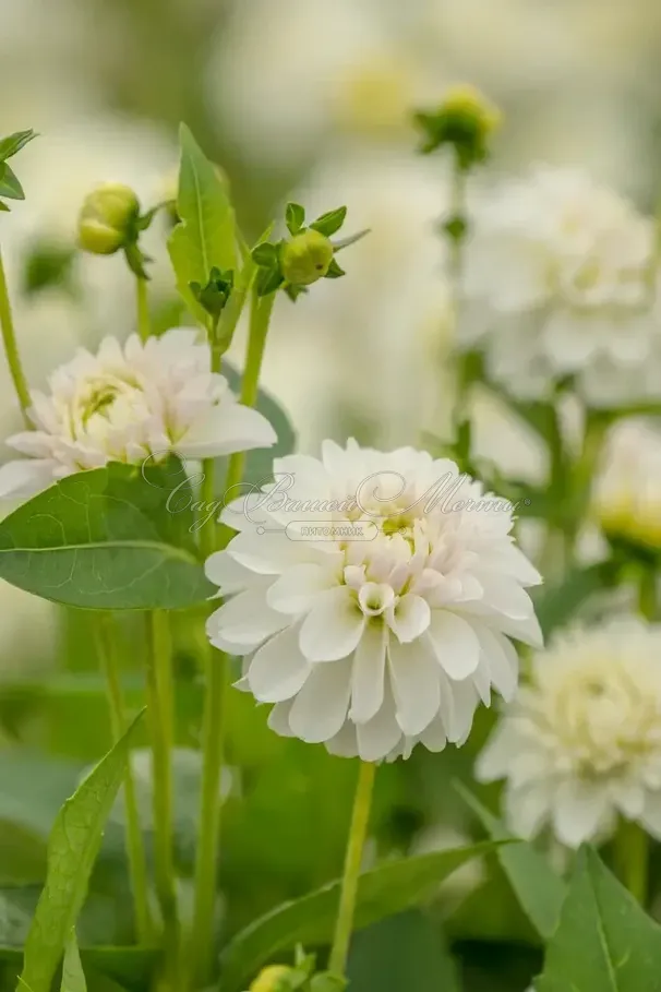 Георгин Биг Хейлстоун (Dahlia Big Hailstone) — фото 2