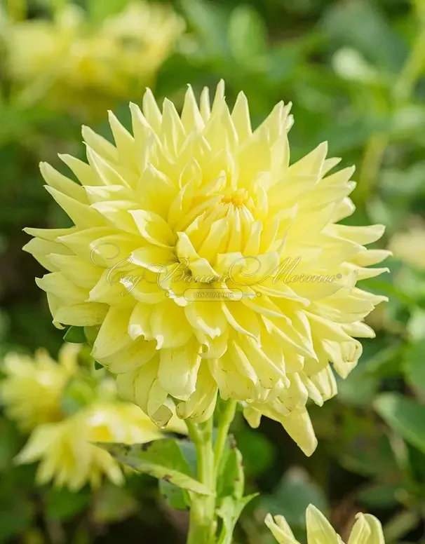Георгин Бильбао (Dahlia Bilbao) — фото 2