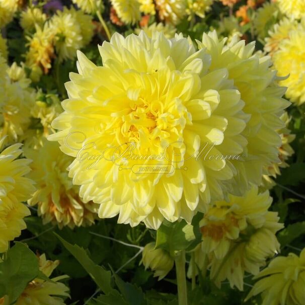 Георгин Бильбао (Dahlia Bilbao) — фото 3