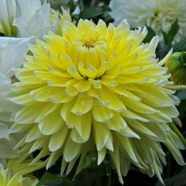 Георгин Бильбао (Dahlia Bilbao) — фото 4