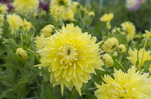 Георгин Бильбао (Dahlia Bilbao) — фото 5