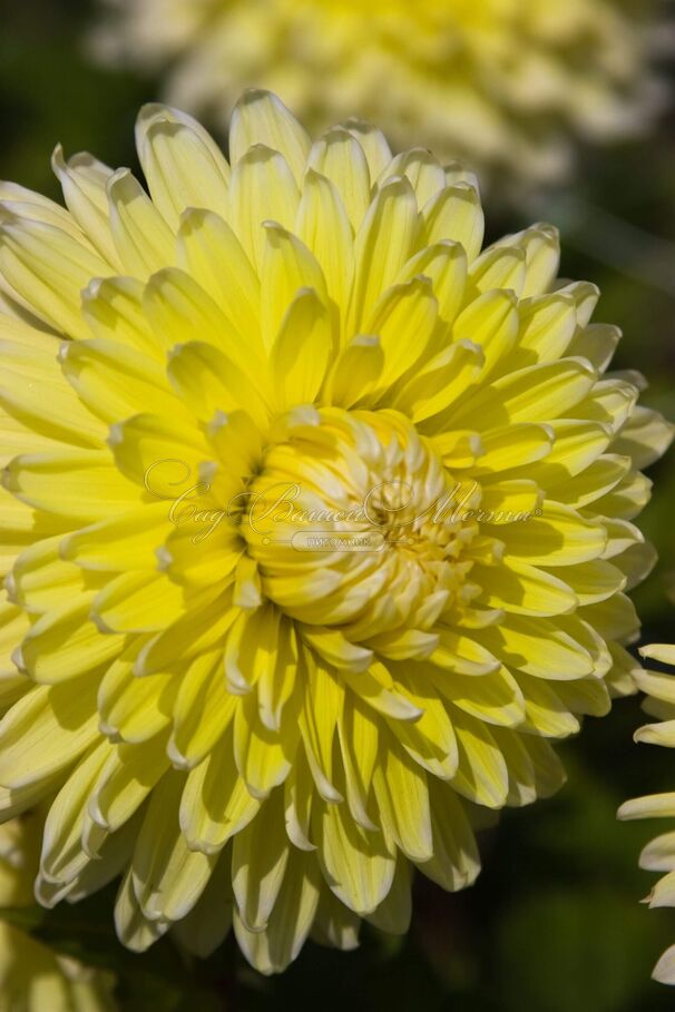 Георгин Бильбао (Dahlia Bilbao) — фото 6