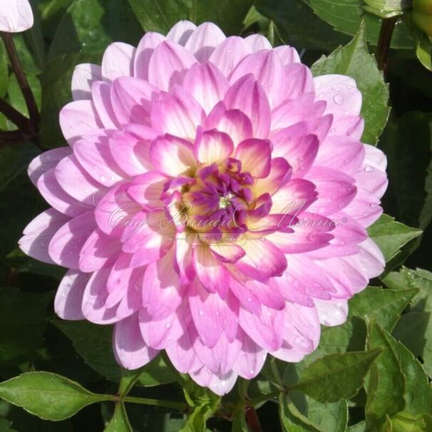 Георгин Битси (Dahlia Bitsy) — фото 2