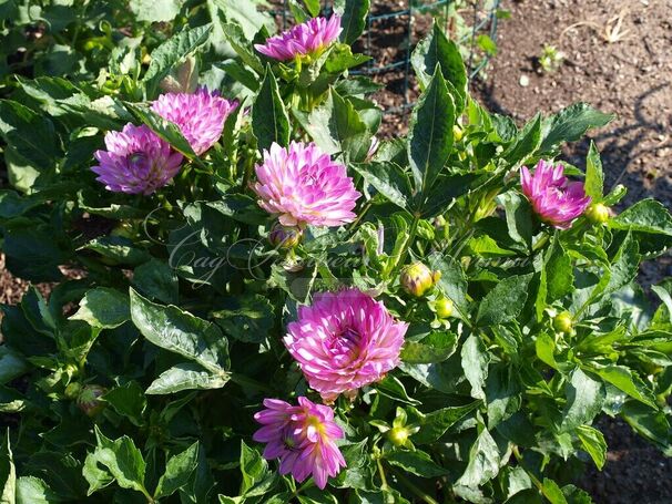 Георгин Битси (Dahlia Bitsy) — фото 3