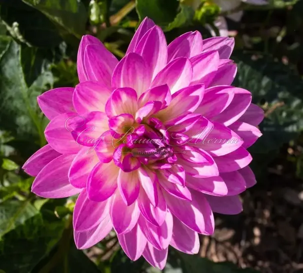Георгин Битси (Dahlia Bitsy) — фото 4